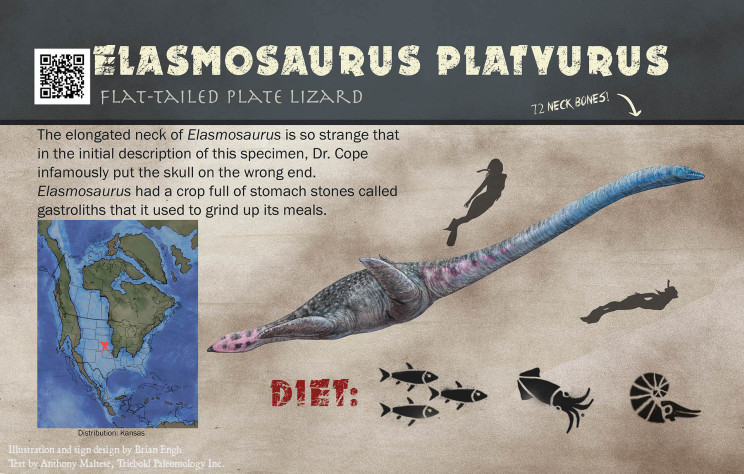 1920Elasmosaurus