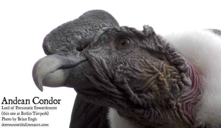 Andean Condor Lord or Pneumatic Enwattlement