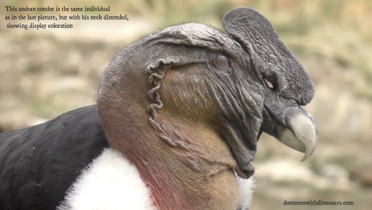 Andean Condor Showing Display coloration