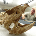 Archaeoceratops Lateral with Andy Farke in it's jaws