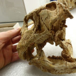 Archaeoceratops Skull Anteriolateral