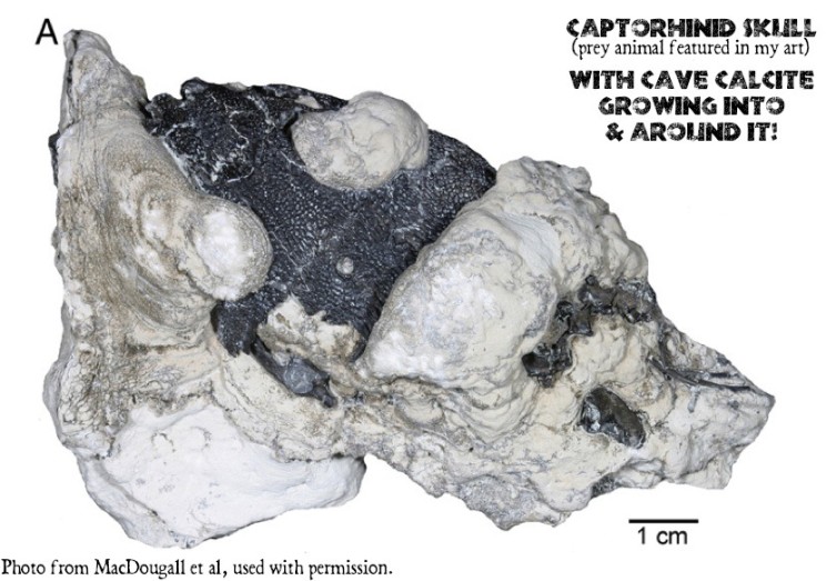 Captorhinid skull with cave calcite growing around it!