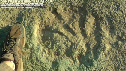 Sauropod back foot with ridges