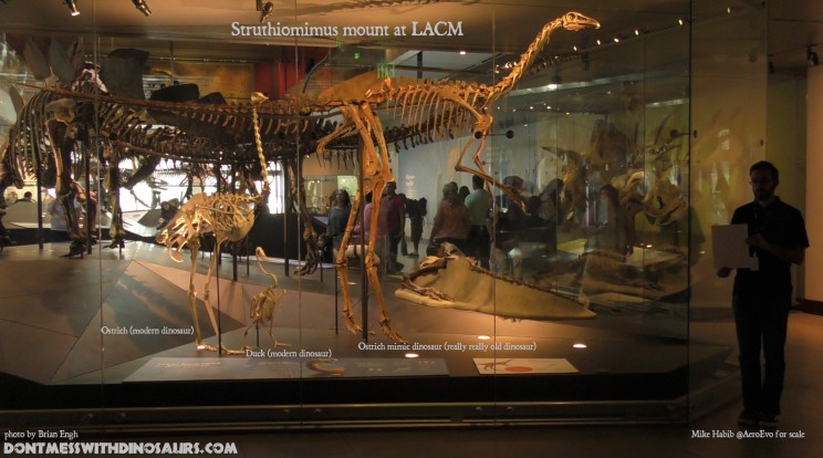 Struthiomimus skeleton at LACM