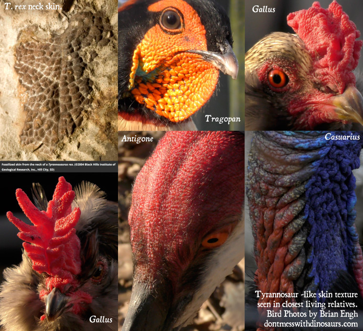Tyrannosaur Skin Textures on Chickens n other birds