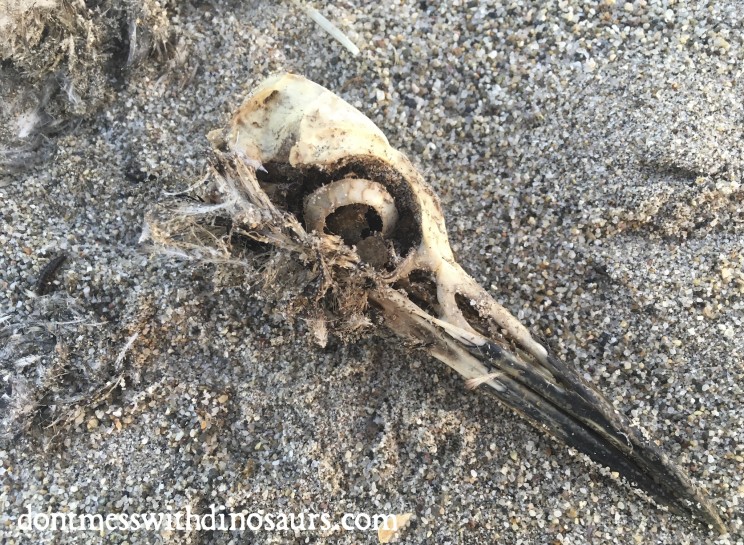 Western Grebe Carcass, only bones in a pile of feathers wafting away