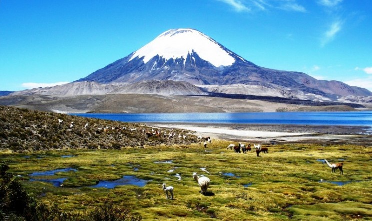 Llamas grazing near the inflow to Changara Lake in Chile - Wikipedia commons