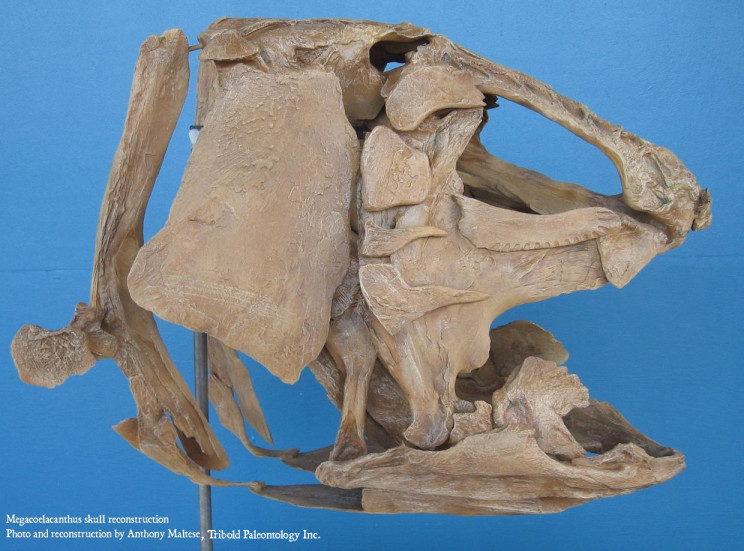 Negaceolacanthus skull